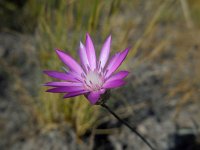 Xeranthemum squarrosum 1, Saxifraga-Ed Stikvoort